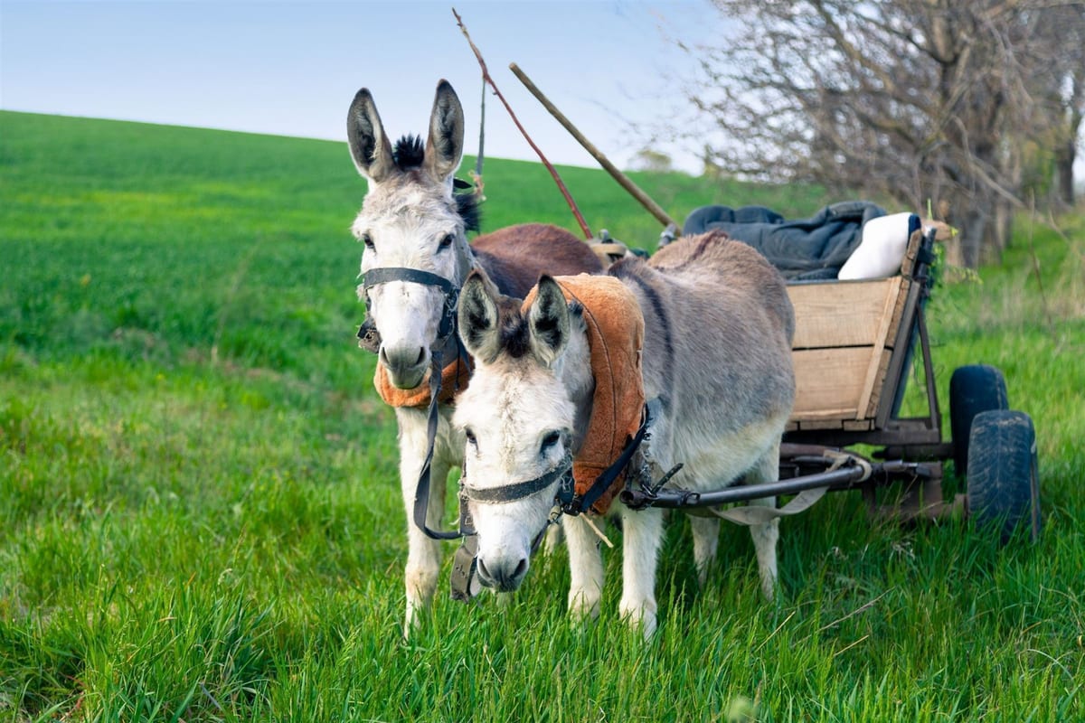 Wagen mit zwei grasenden Eseln