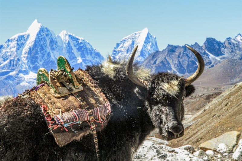 Trekking zum Mount-Everest-Basislager – Rundreise