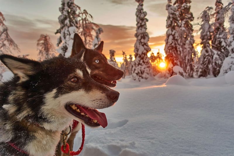 Husky-Wintertraum: Klassisch – Rundreise